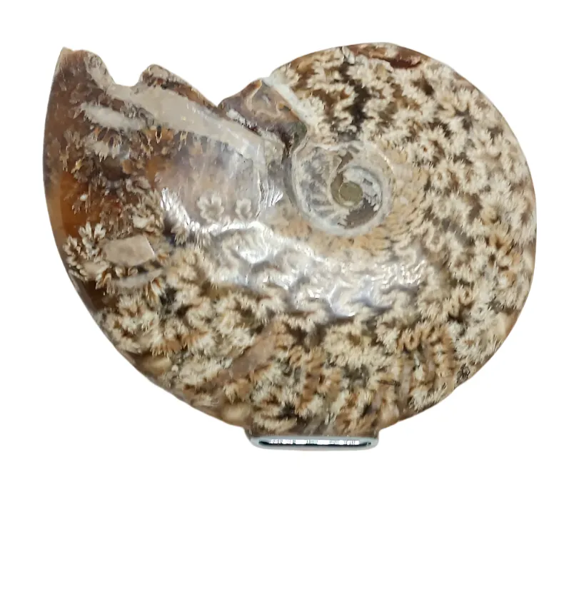 169G Whole Sutured Ammonite Fossil