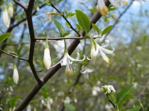 American Snowbell 20 Seeds Styrax americanus USA Company