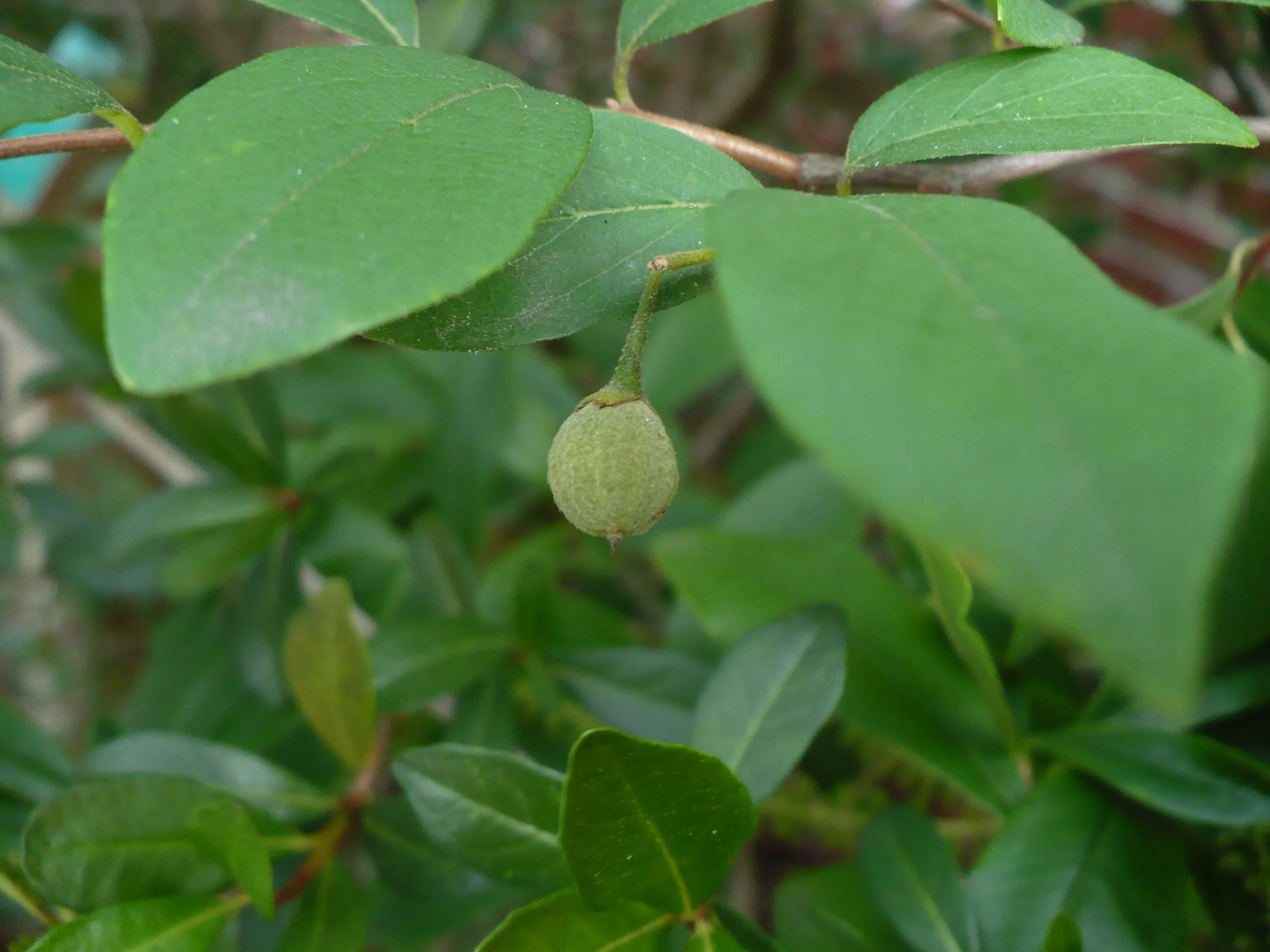 American Snowbell 20 Seeds Styrax americanus USA Company