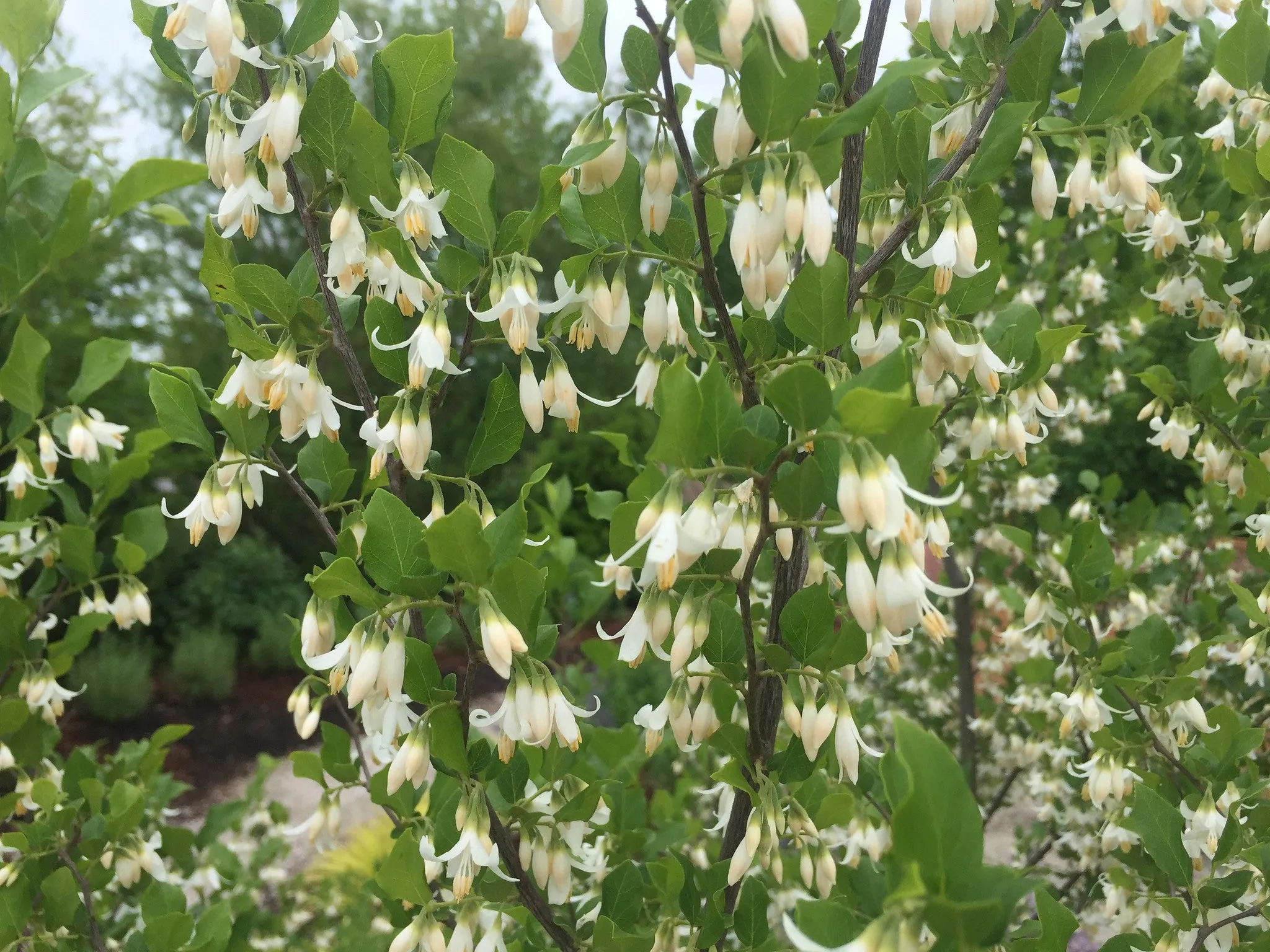 American Snowbell 20 Seeds Styrax americanus USA Company