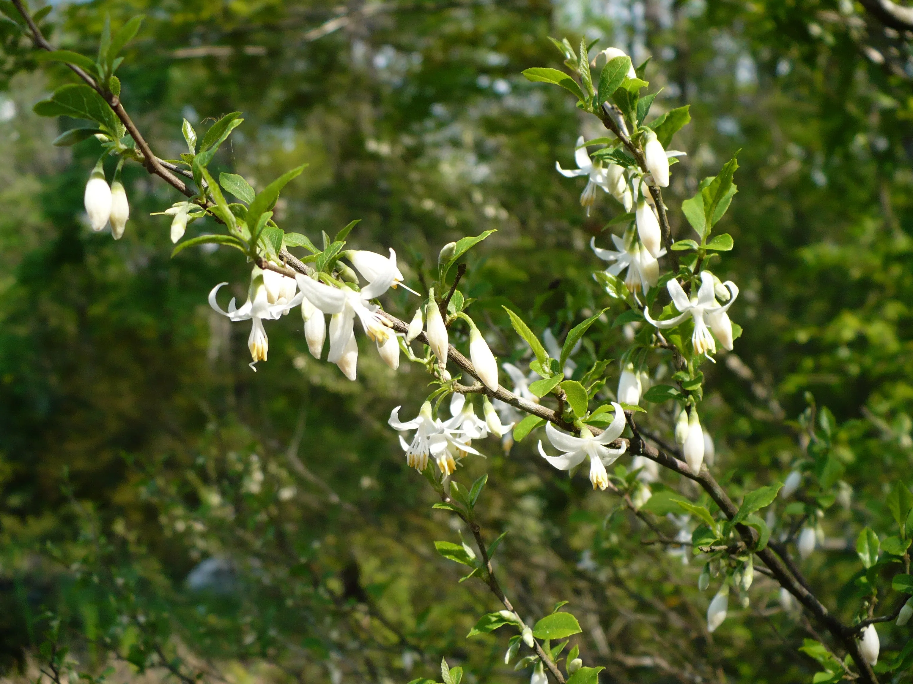 American Snowbell 20 Seeds Styrax americanus USA Company