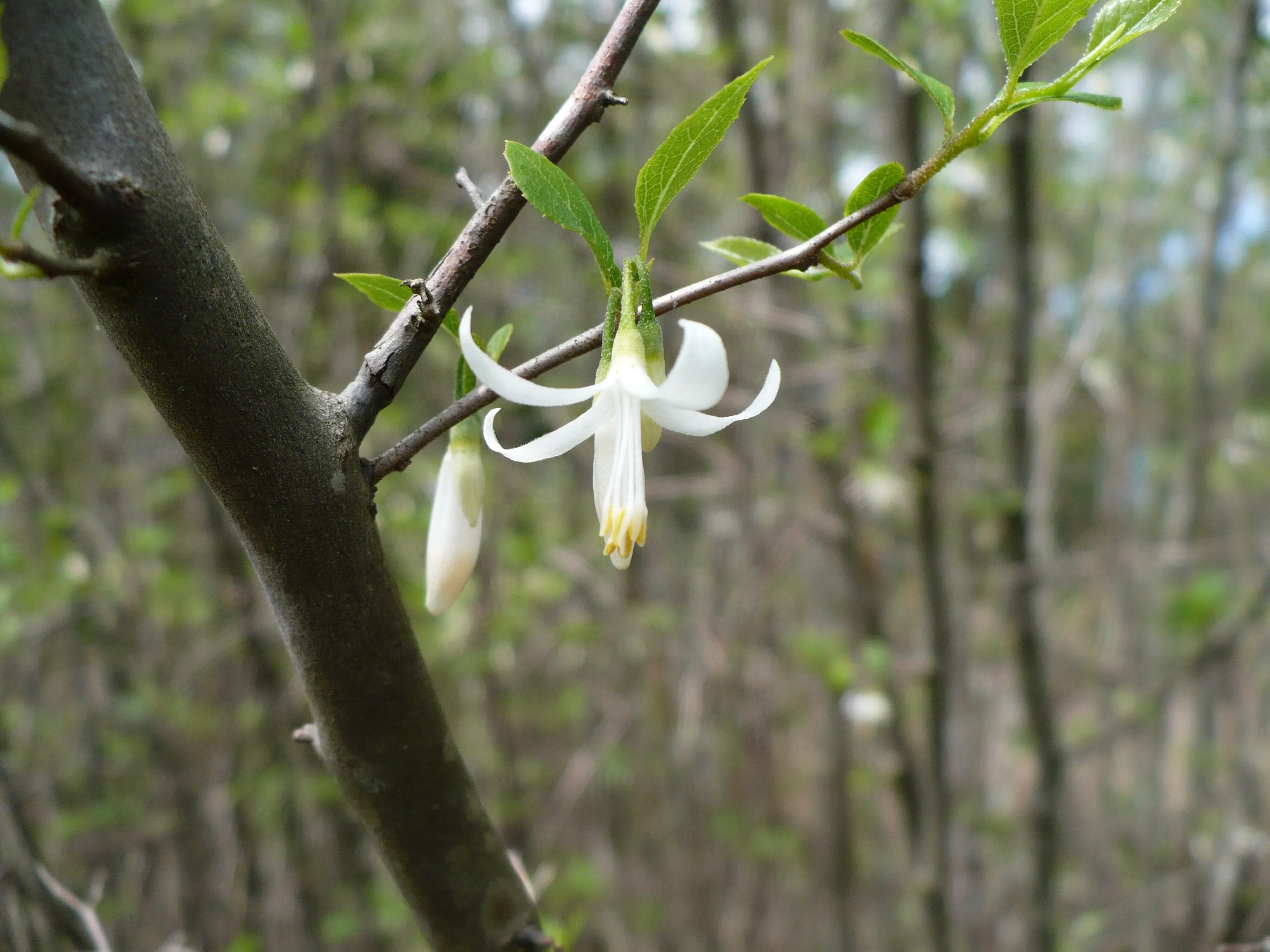 American Snowbell 20 Seeds Styrax americanus USA Company