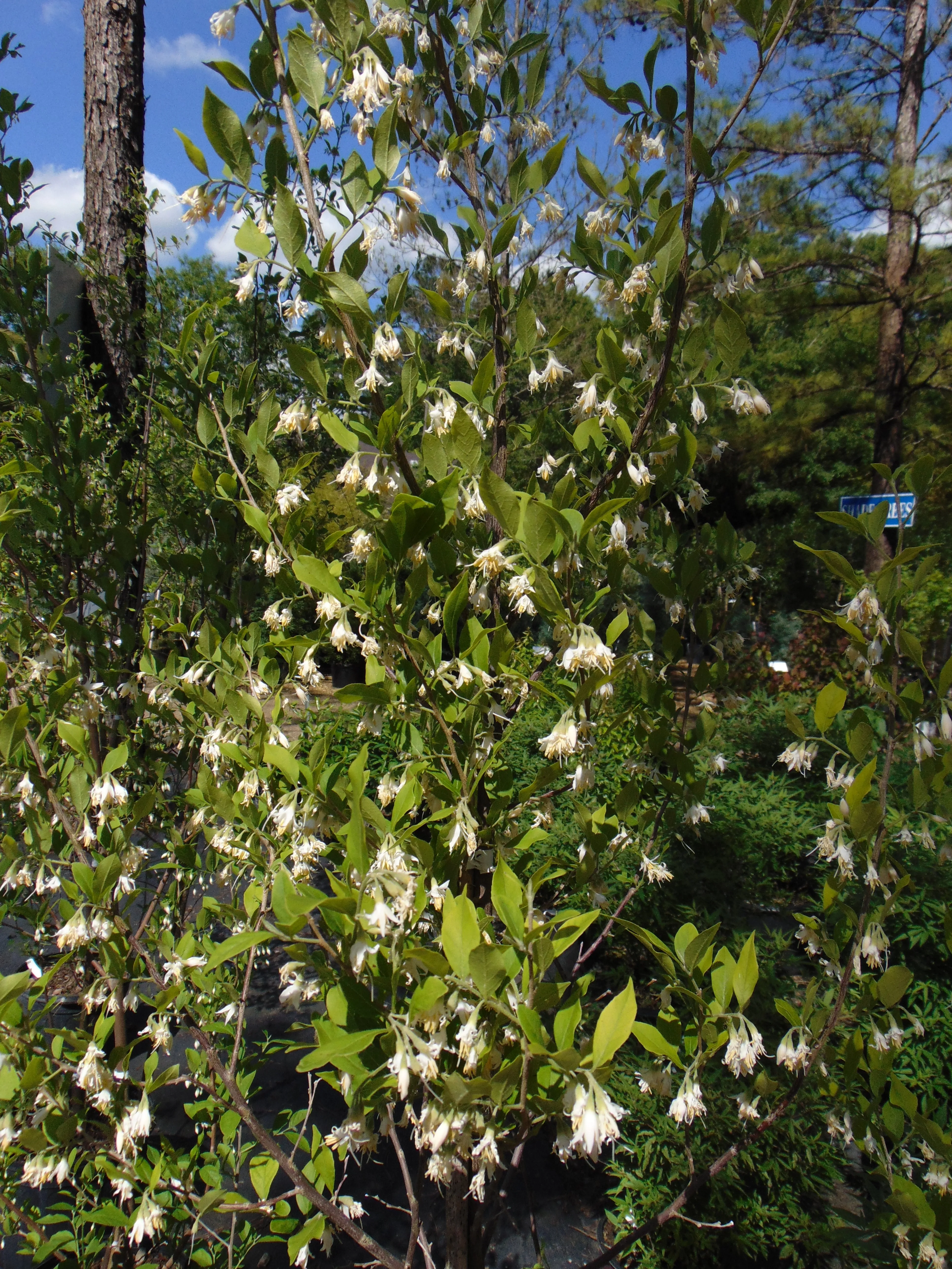 American Snowbell 20 Seeds Styrax americanus USA Company