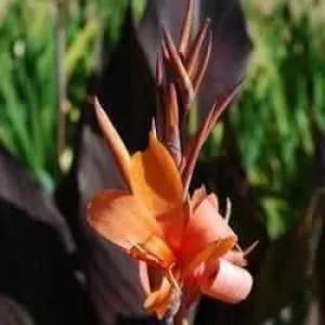 Canna 'Intrigue' - Maroon-Leaved, Orangey Peach (Bare Root)