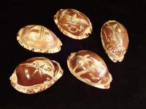 Carved Arabica Cowries - Seahorse