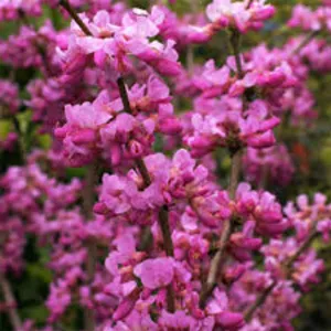 Cercis Chinensis Avondale 300