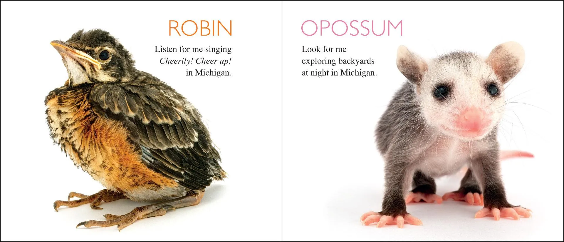 Curious Critters: Michigan