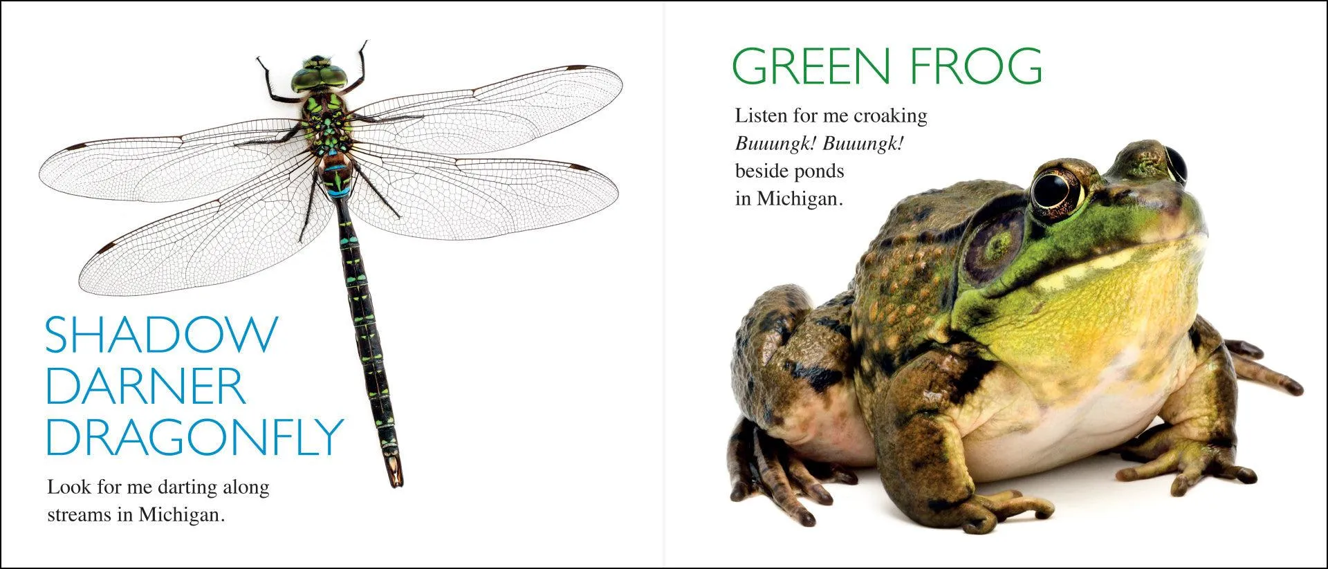 Curious Critters: Michigan