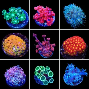 Flowerpot 3 Coral Frag Pack