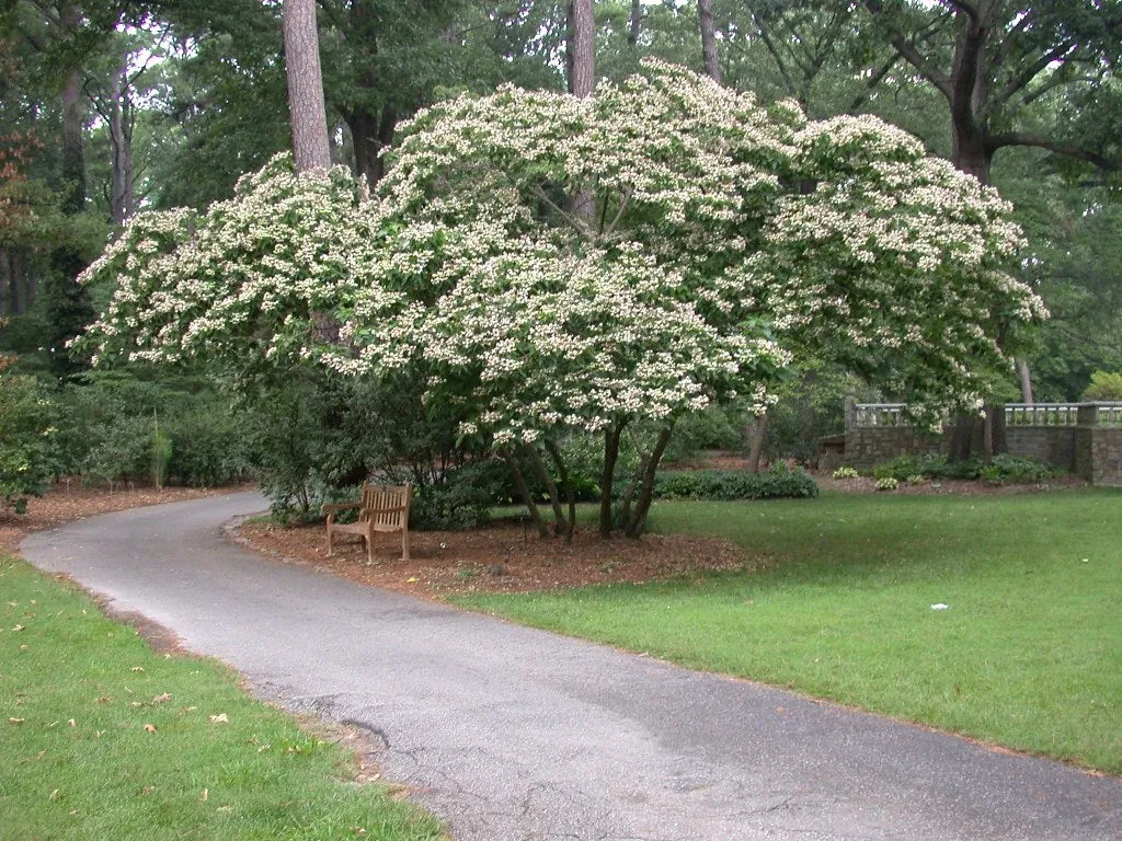 Harlequin Glorybower Clerodendrum trichotomum 20 Seeds  USA Company