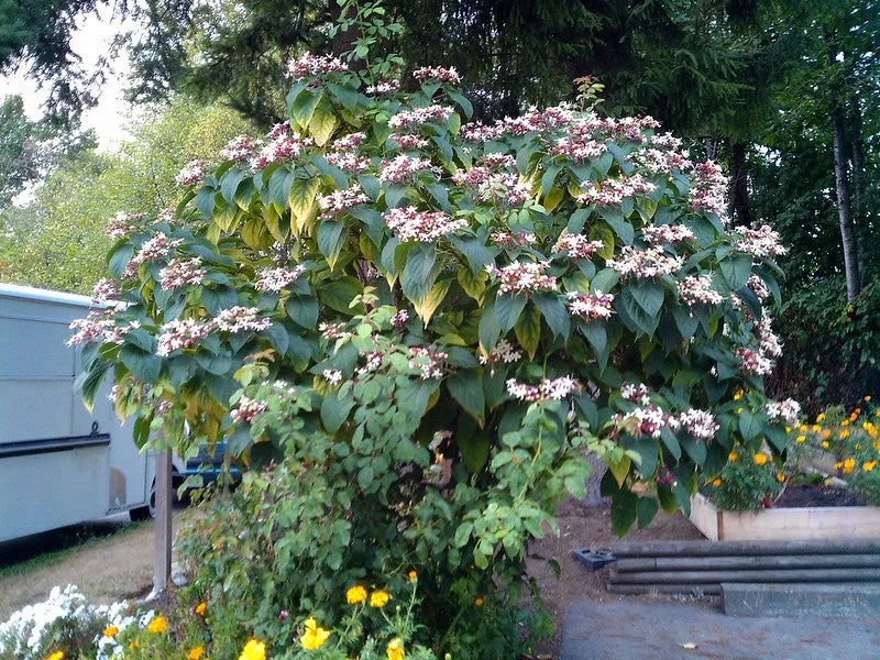 Harlequin Glorybower Clerodendrum trichotomum 20 Seeds  USA Company