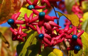 Harlequin Glorybower Clerodendrum trichotomum 20 Seeds  USA Company