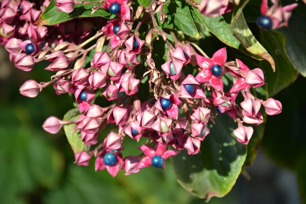 Harlequin Glorybower Clerodendrum trichotomum 20 Seeds  USA Company