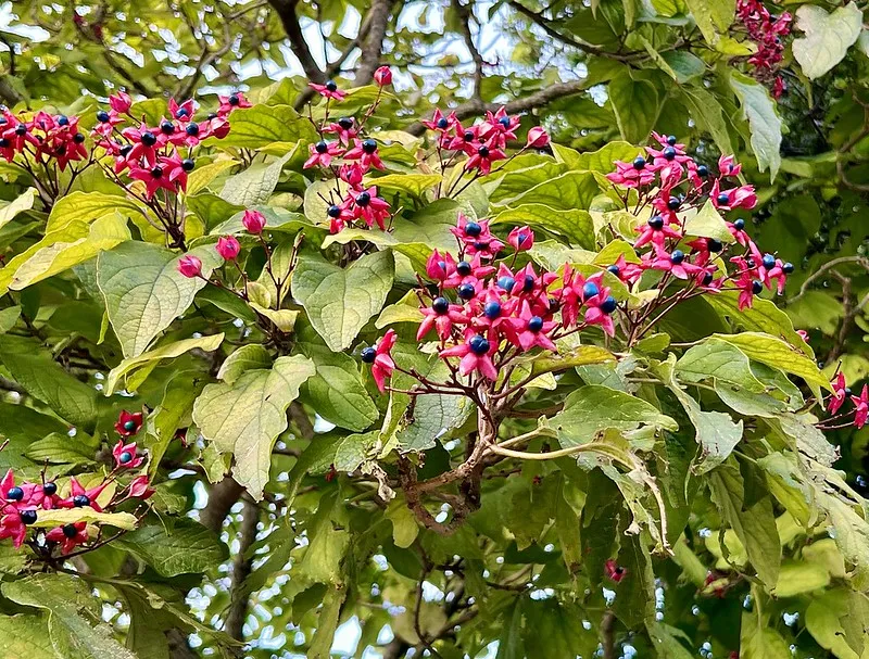 Harlequin Glorybower Clerodendrum trichotomum 20 Seeds  USA Company