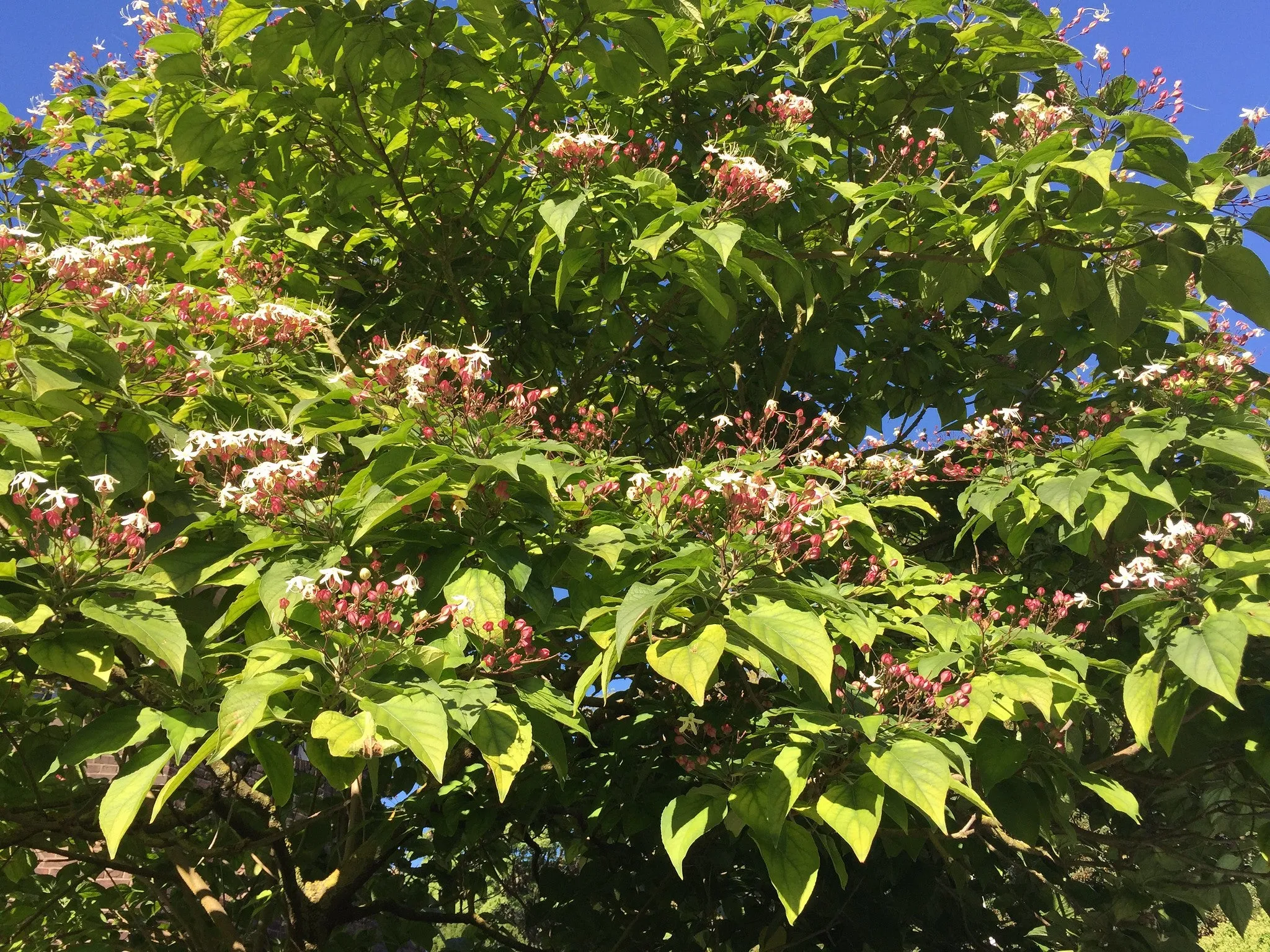 Harlequin Glorybower Clerodendrum trichotomum 20 Seeds  USA Company