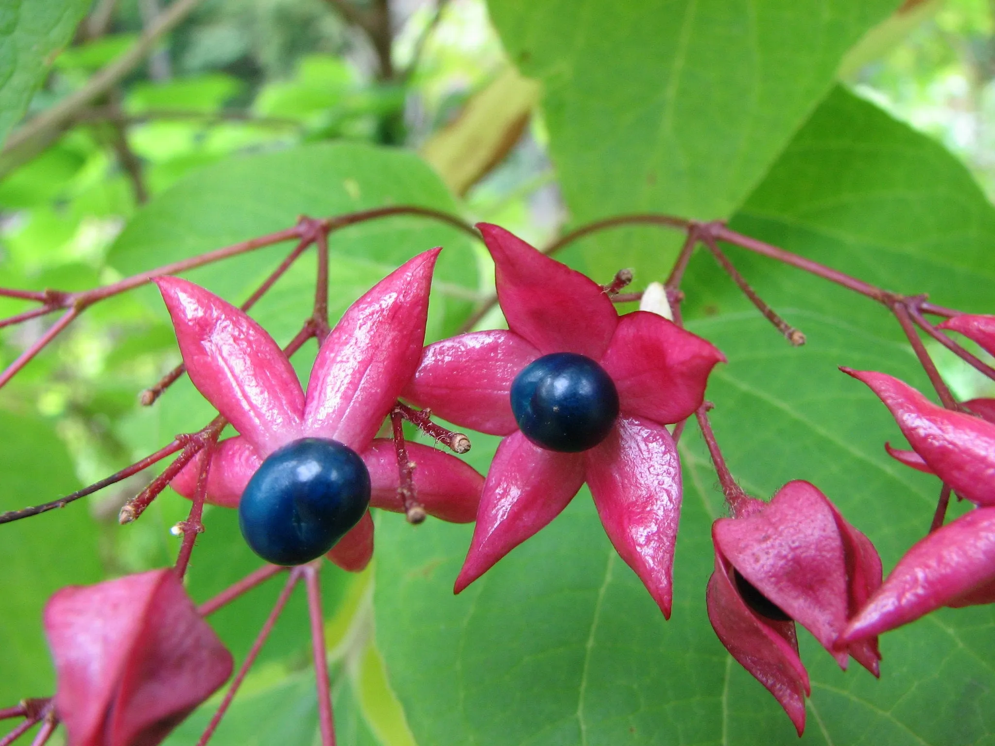 Harlequin Glorybower Clerodendrum trichotomum 20 Seeds  USA Company