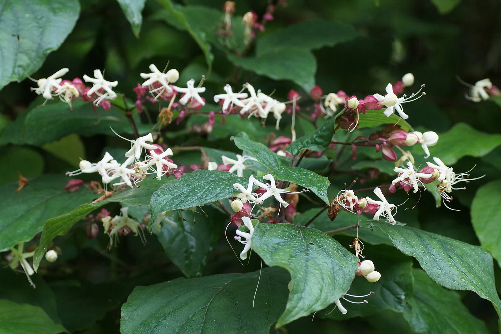 Harlequin Glorybower Clerodendrum trichotomum 20 Seeds  USA Company