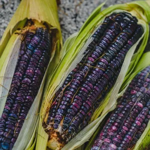 Hopi Blue Dent Corn (Heirloom 100 Days)