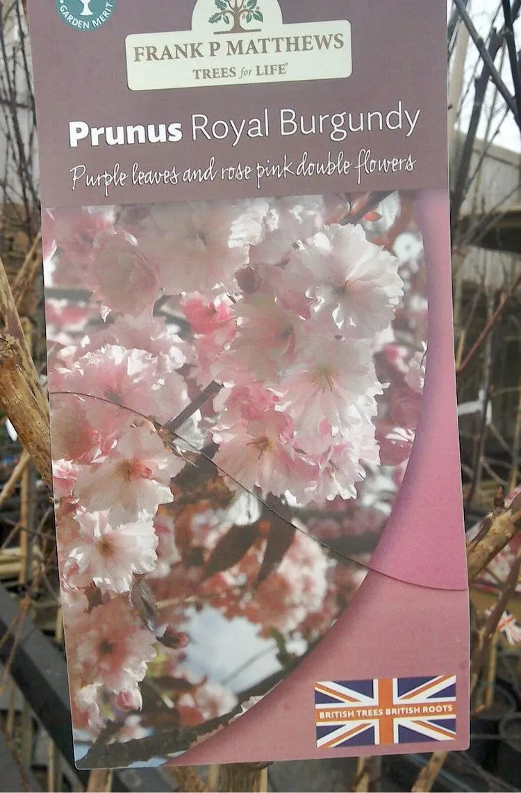 Prunus Royal Burgundy