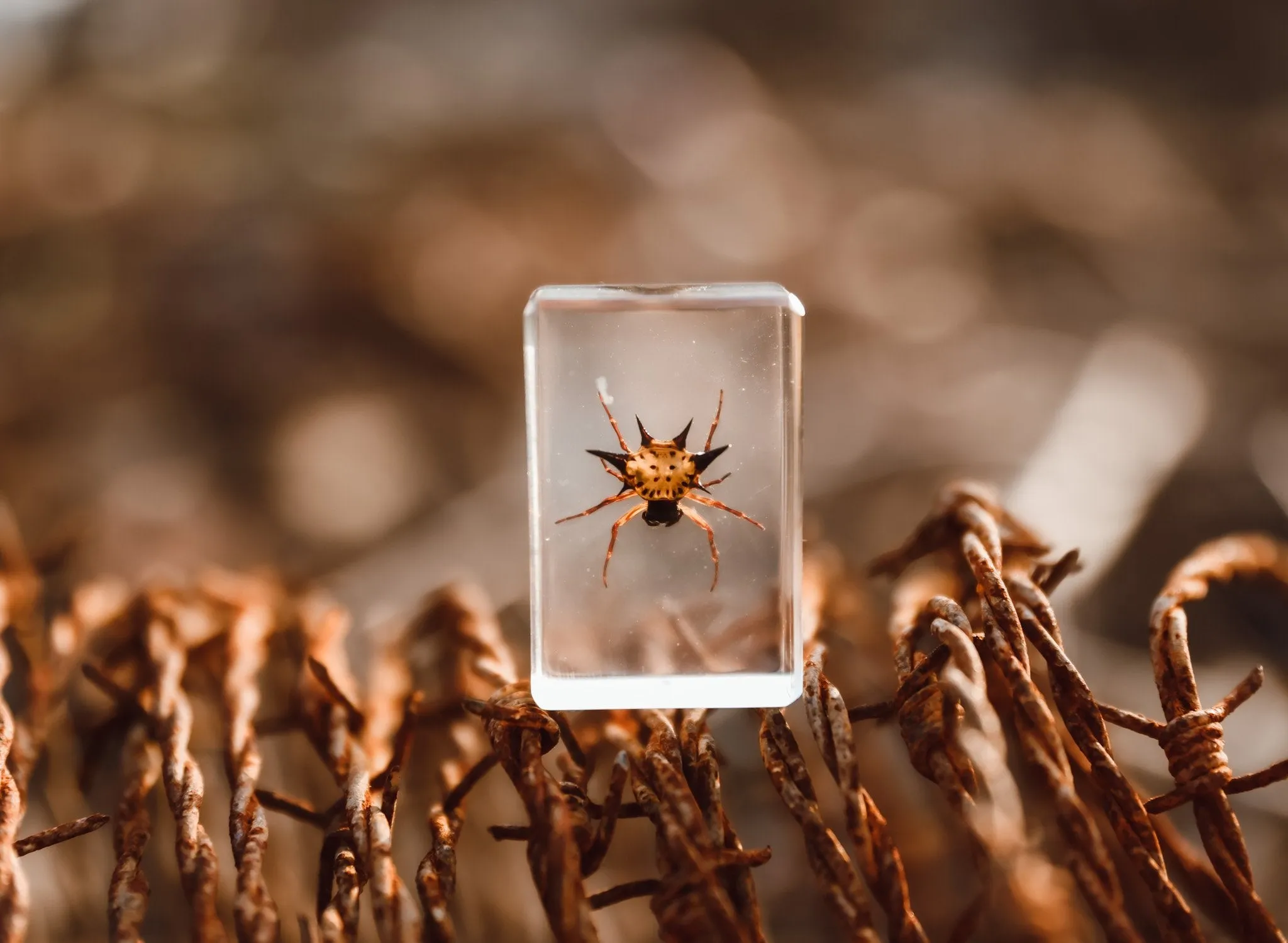 Spiny Spider Specimen