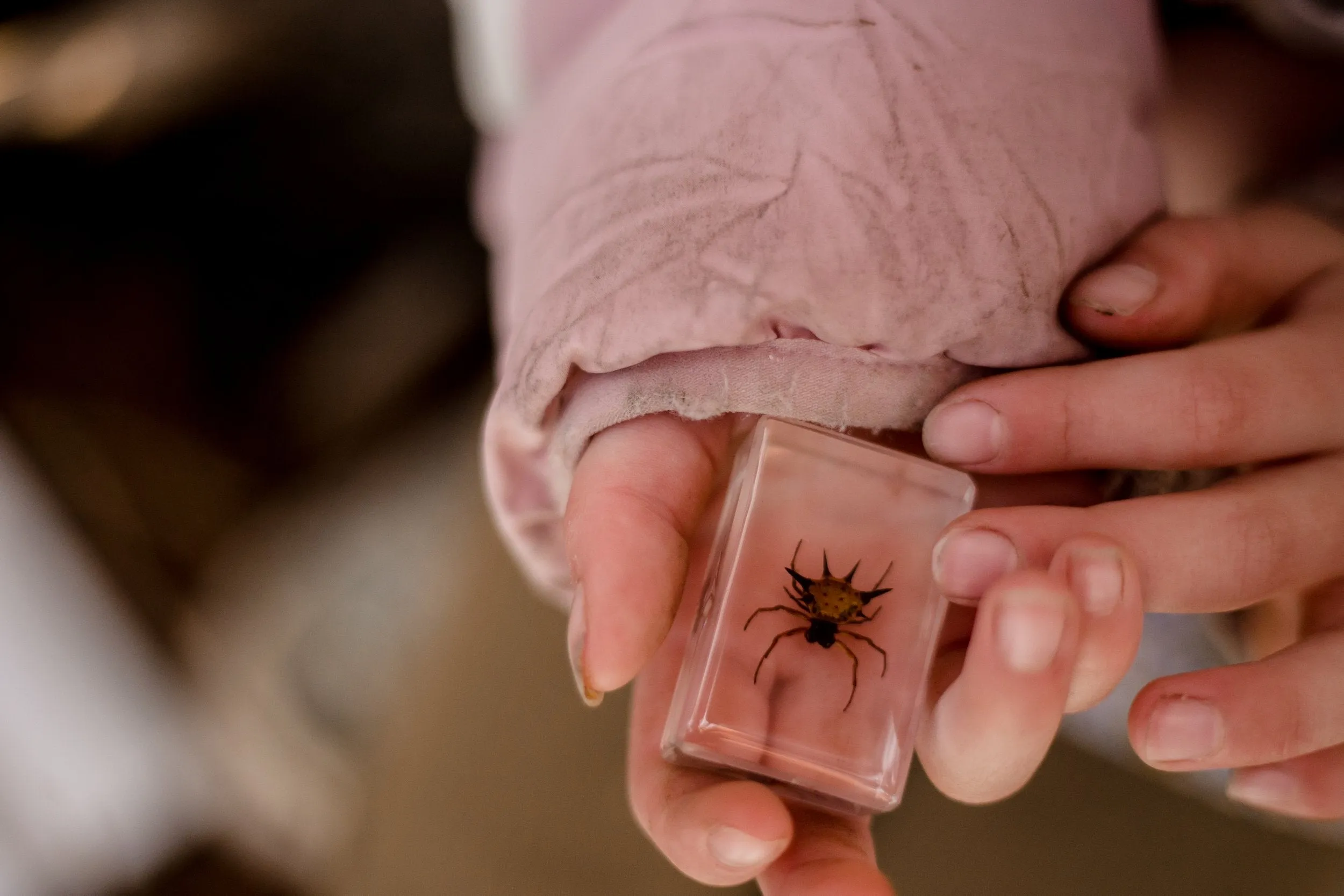 Spiny Spider Specimen