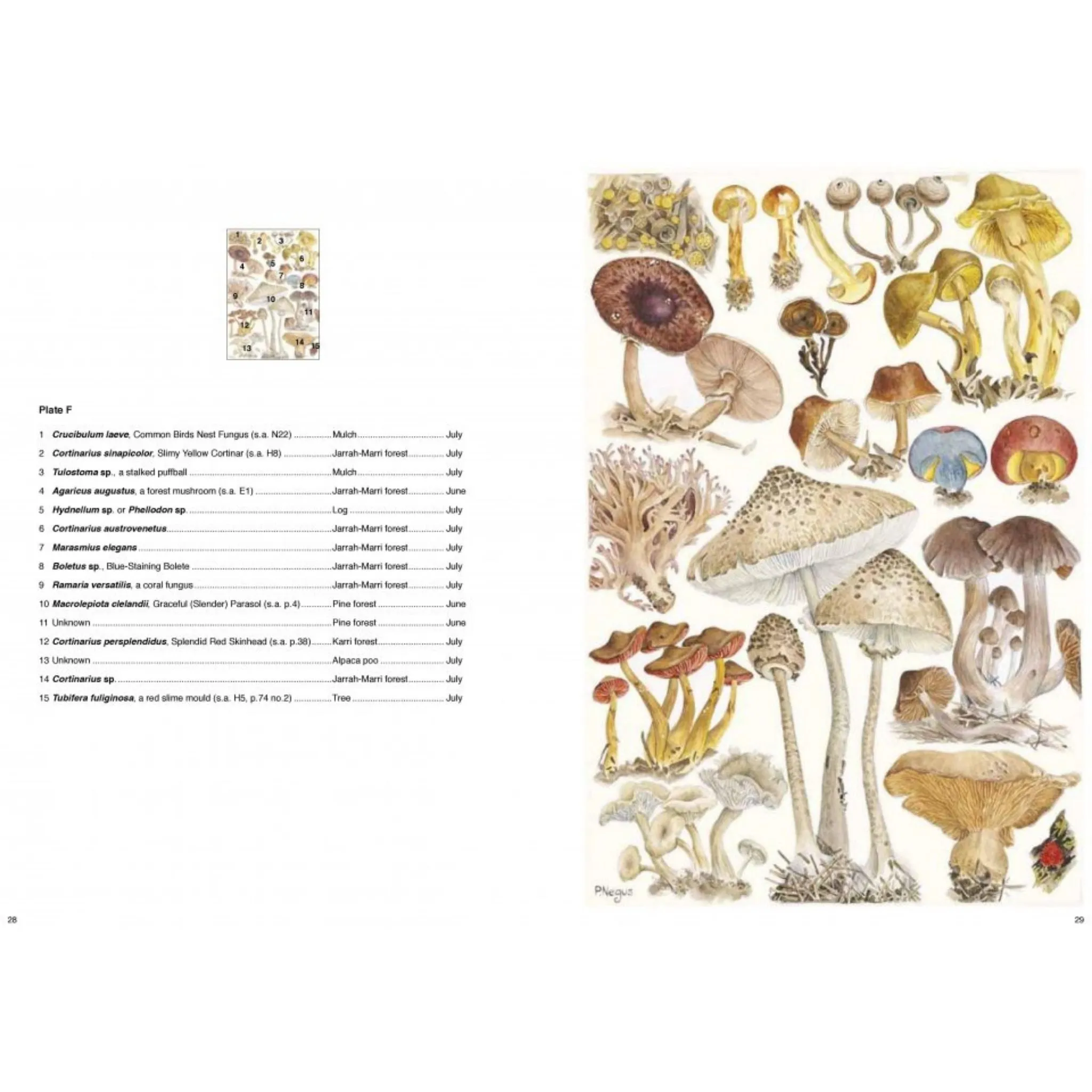 The Magical World of Fungi