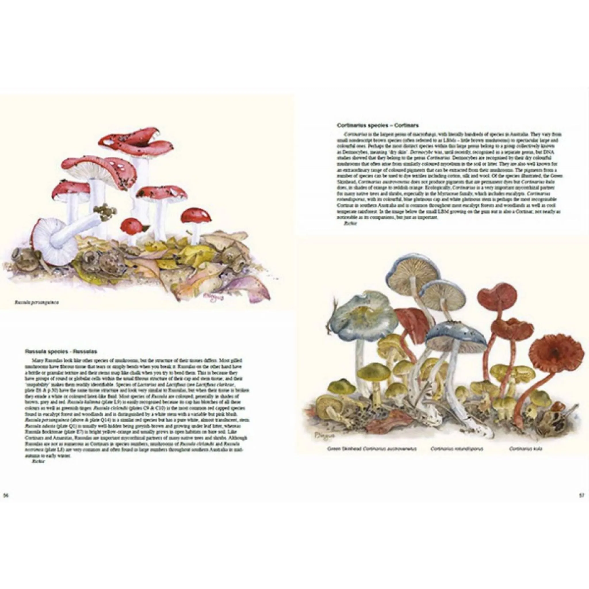 The Magical World of Fungi